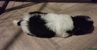 Shih Tzu dogs - Advert 5