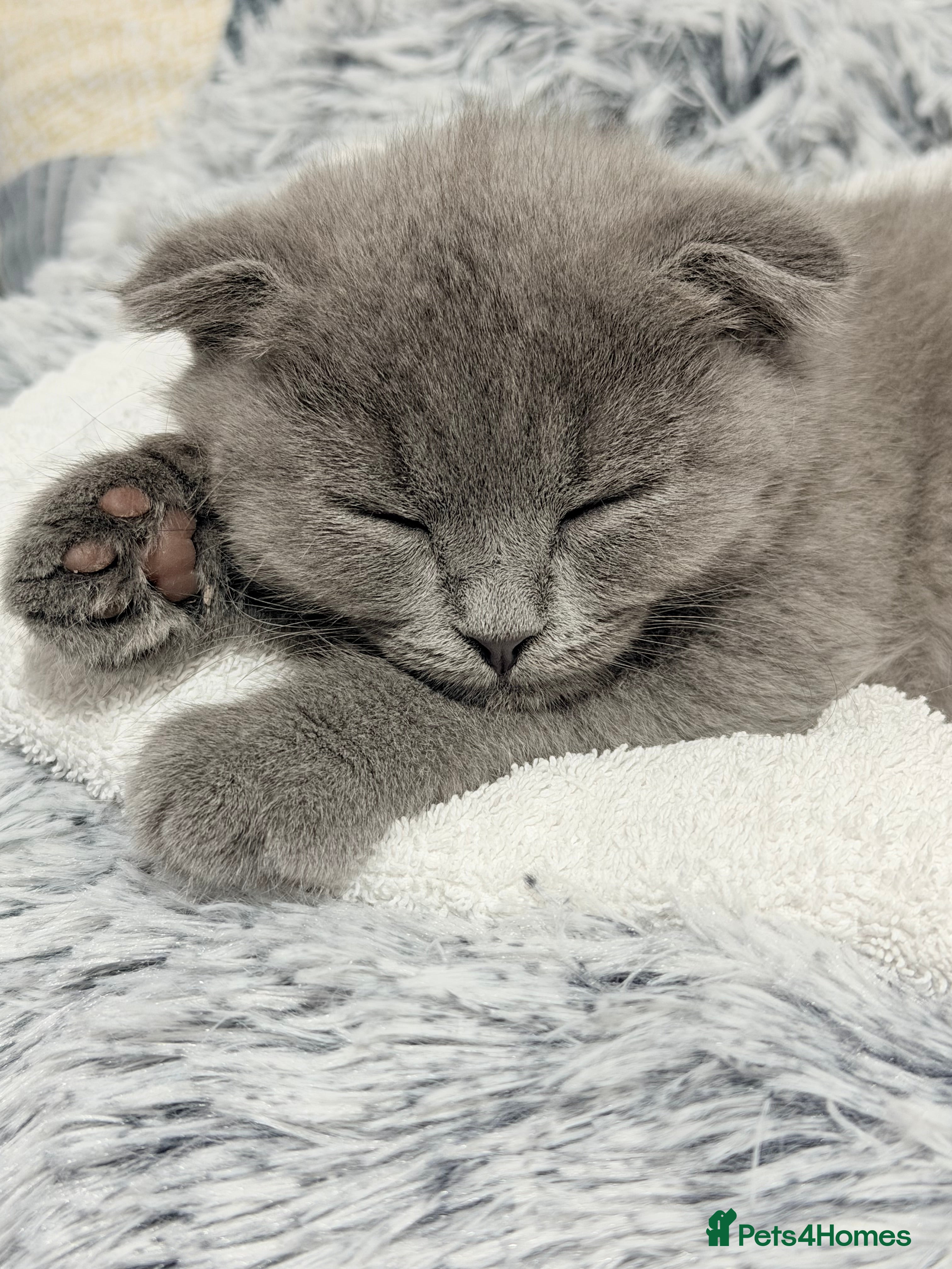 Mixed Breed cats Tommy - Advert 6