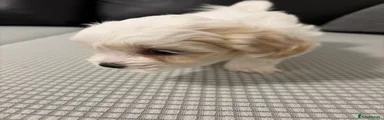 Bichon Frise 5