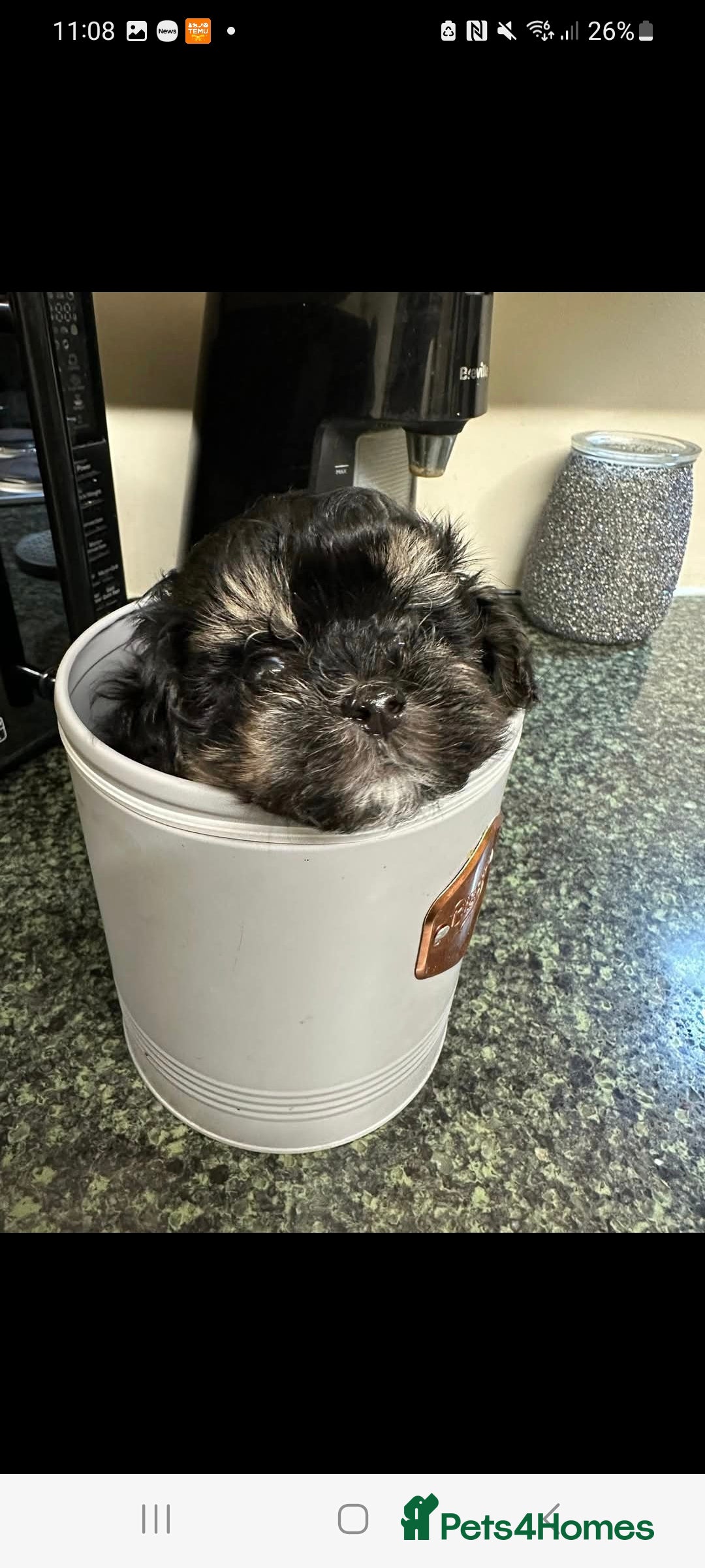 Maltipoo dogs for sale: MALTIPOO 🥰🥰 READY TO LEAVE  - Advert 4