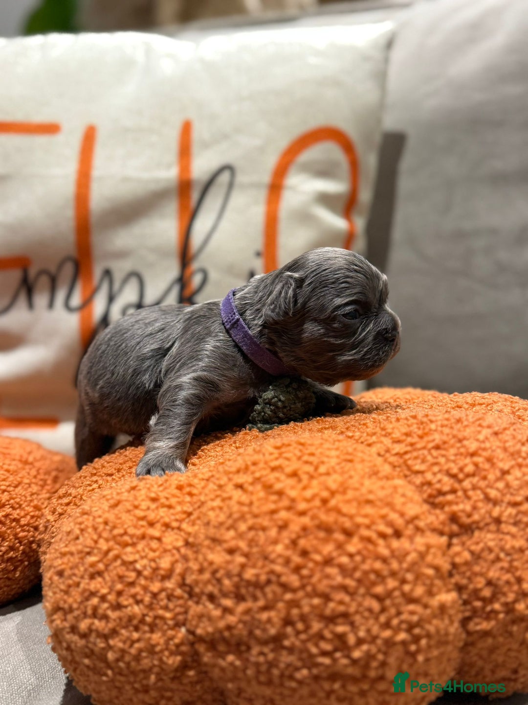 French Bulldog dogs for sale: 3 weeks old Fluffy french bulldog puppies - Image 11