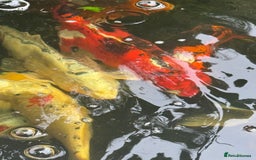 Koi Carp fish for sale: Complete Koi carp set up for sale - Image 10
