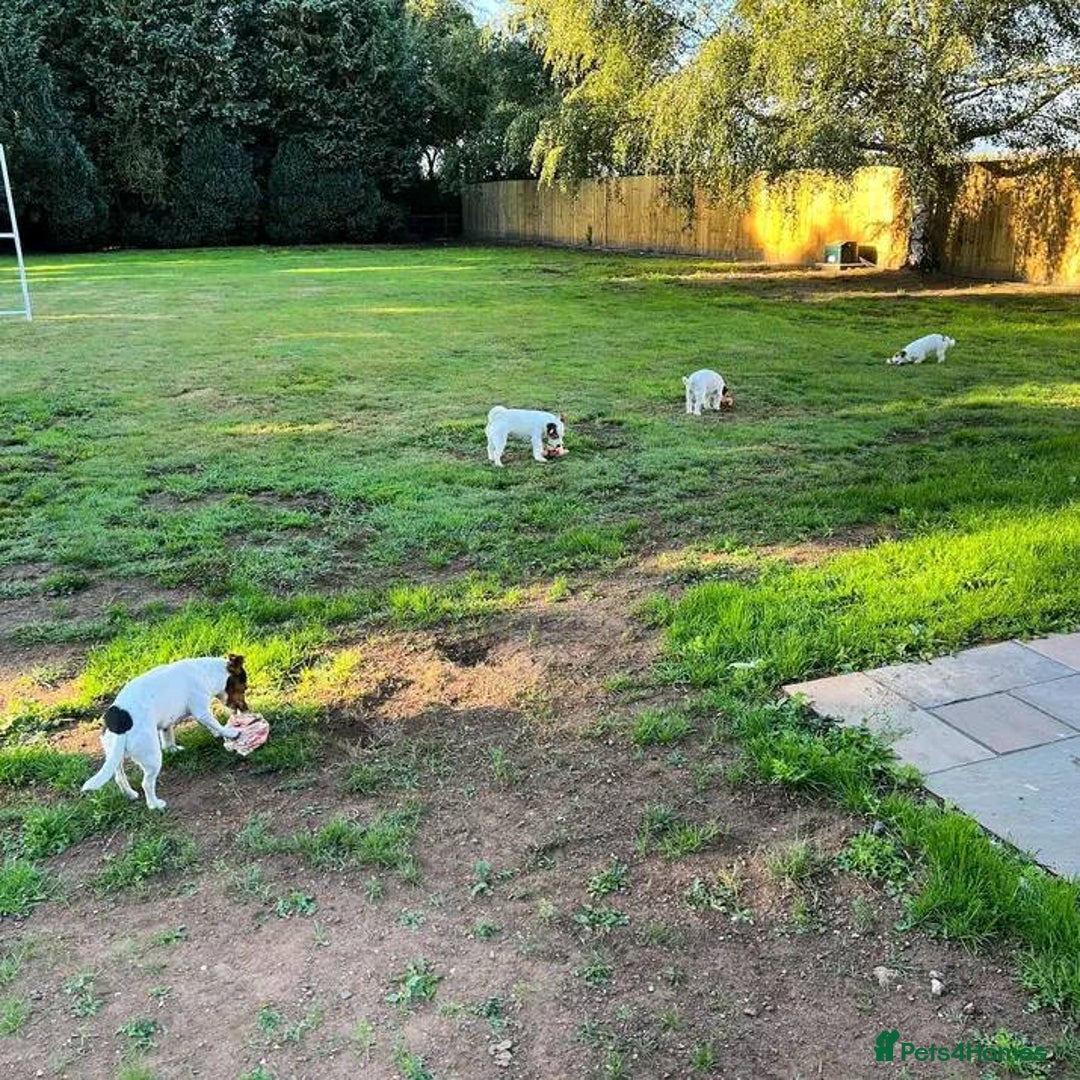 Jack Russell dogs for sale: Beautiful Jack Russell Terrier Puppies for Sale 🐶 - Image 5