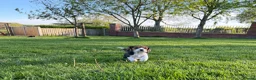 Beagle dogs for sale: Stunning KC beagles leave this weekend! - Advert 5