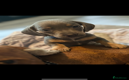 Dachshund dogs for sale: Sausage dog puppies for sale  - Image 3