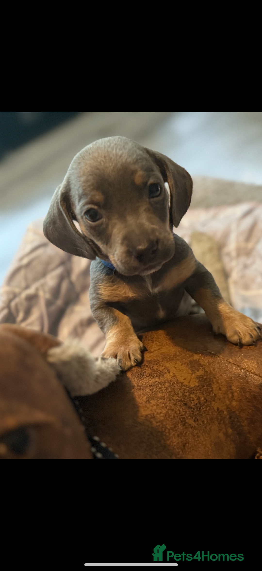 Dachshund dogs for sale: Sausage dog puppies for sale  - Image 3