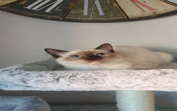 Ragdoll cats for sale: 💖Beautiful GCCF Registered Ragdoll Kittens. - Image 11