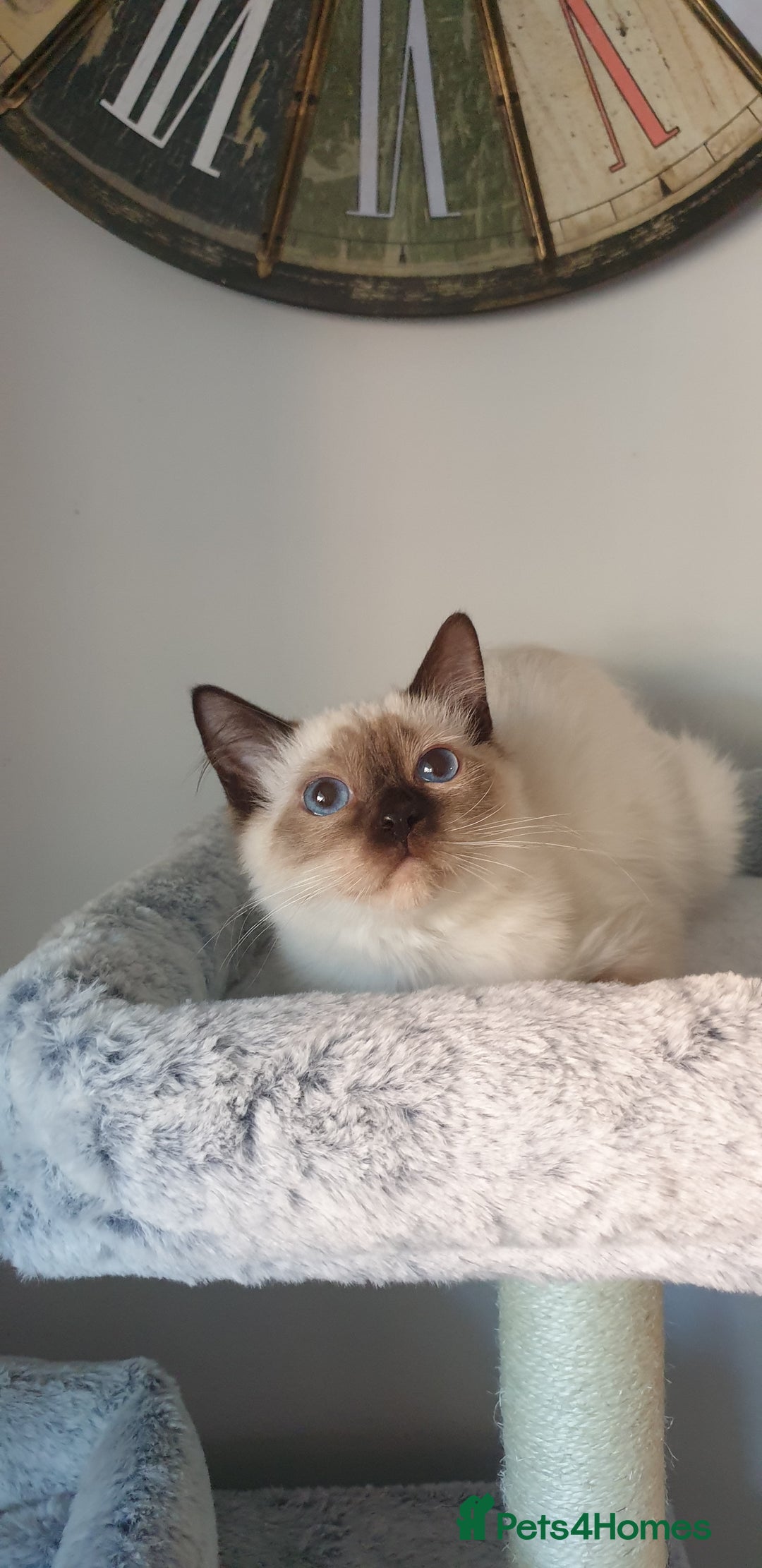 Ragdoll cats for sale: 💖Beautiful GCCF Registered Ragdoll Kittens. - Image 11