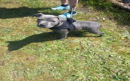 Staffordshire Bull Terrier dogs for sale: Staffy pup - Image 8