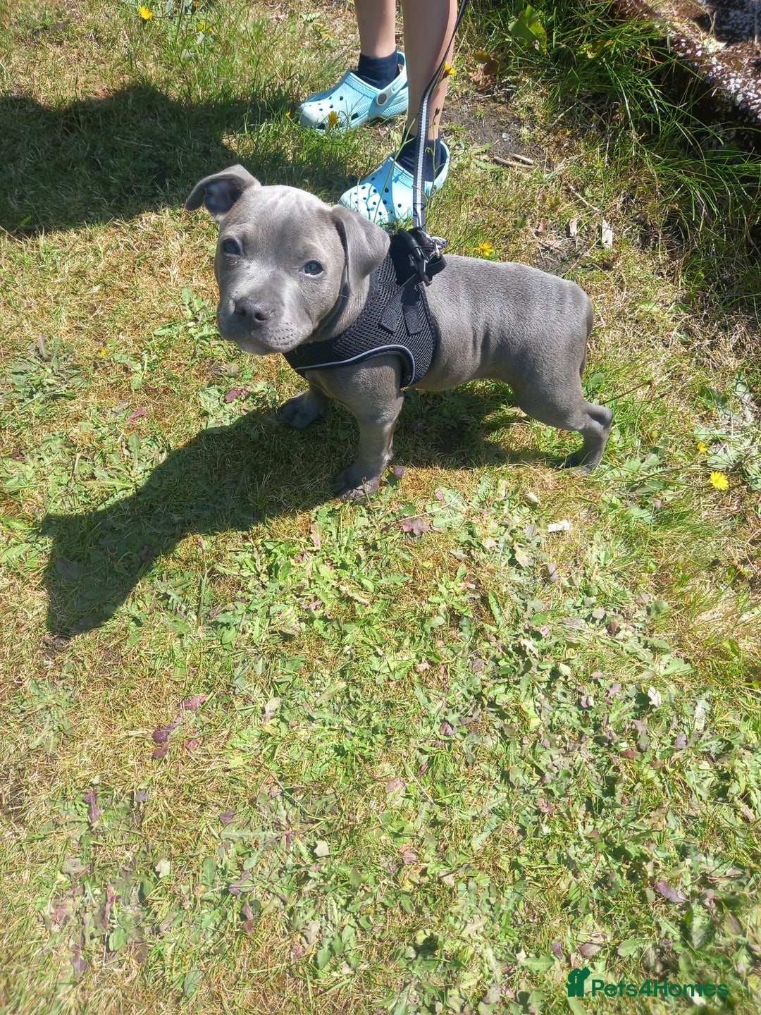 Staffordshire Bull Terrier dogs for sale: Staffy pup - Image 8