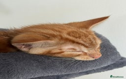 Domestic Shorthair cats for sale: One ginger domestic shorthair  - Image 2