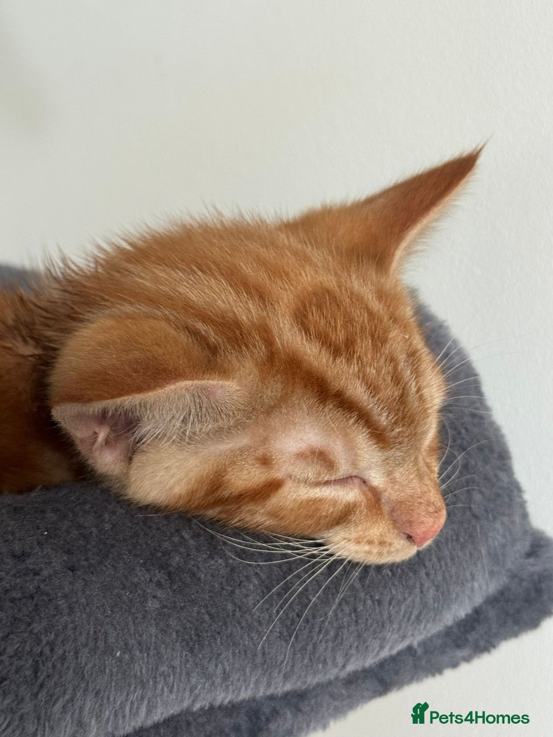 Domestic Shorthair cats for sale: One ginger domestic shorthair  - Image 2