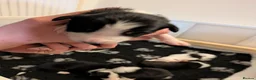 Border Collie dogs for sale: Border Collie Puppies - B&W/Merle -ISDS Registered - Advert 22