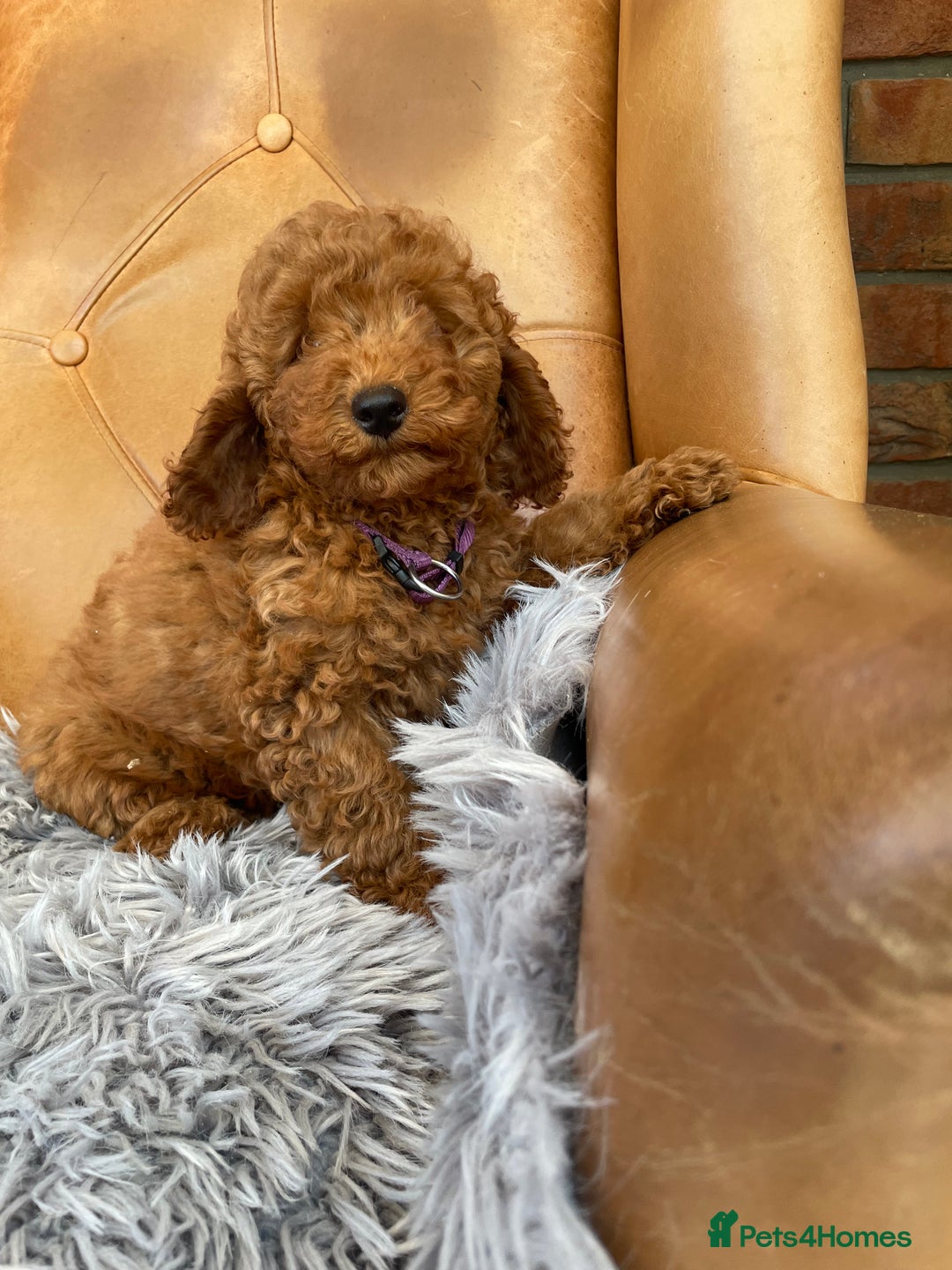 Cavapoochon dogs for sale: Stunning girls and boys - Image 3