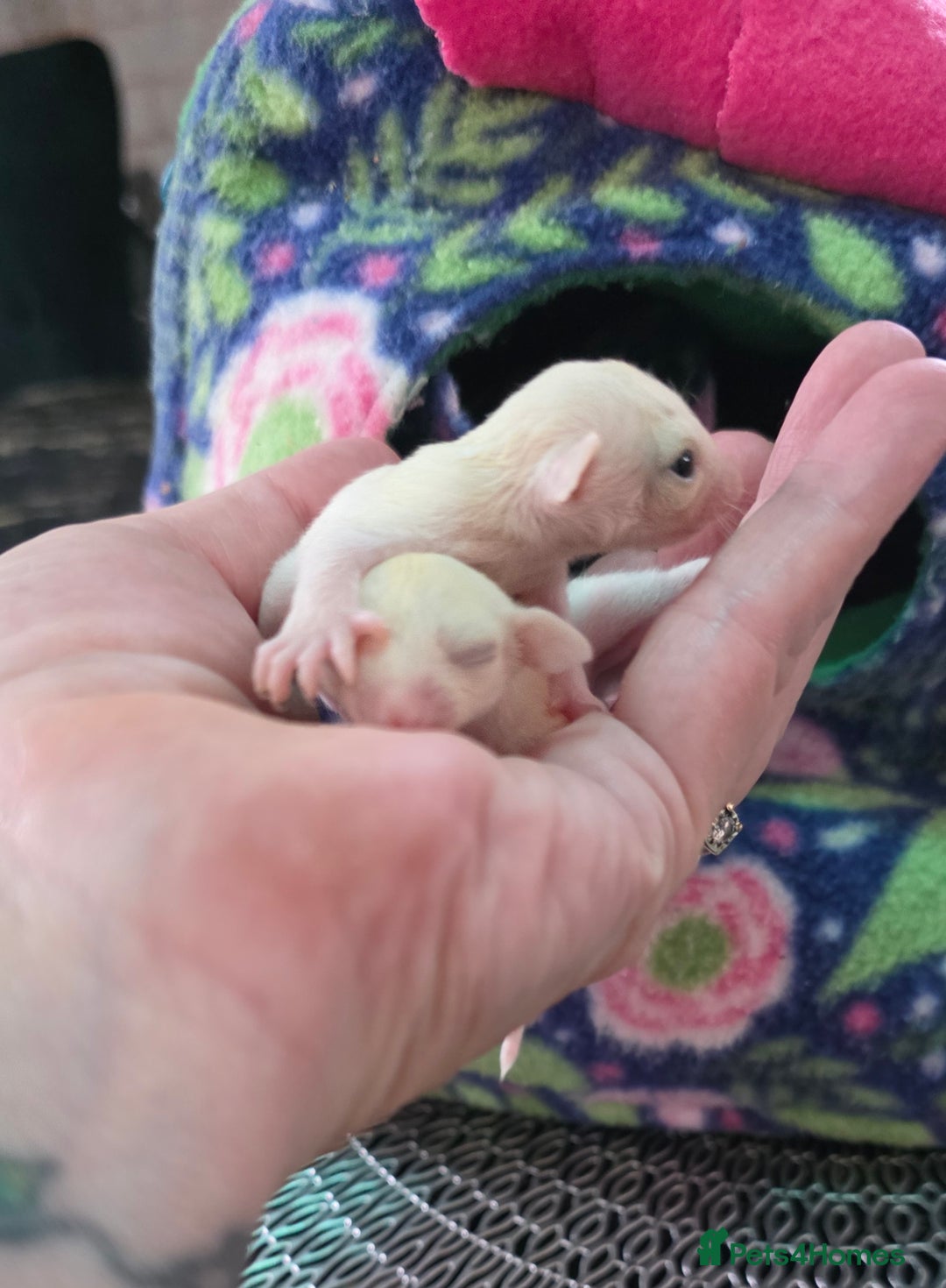 Sugar Glider rodents for sale: Beautiful twin Leucistic Sugar gliders - Image 10
