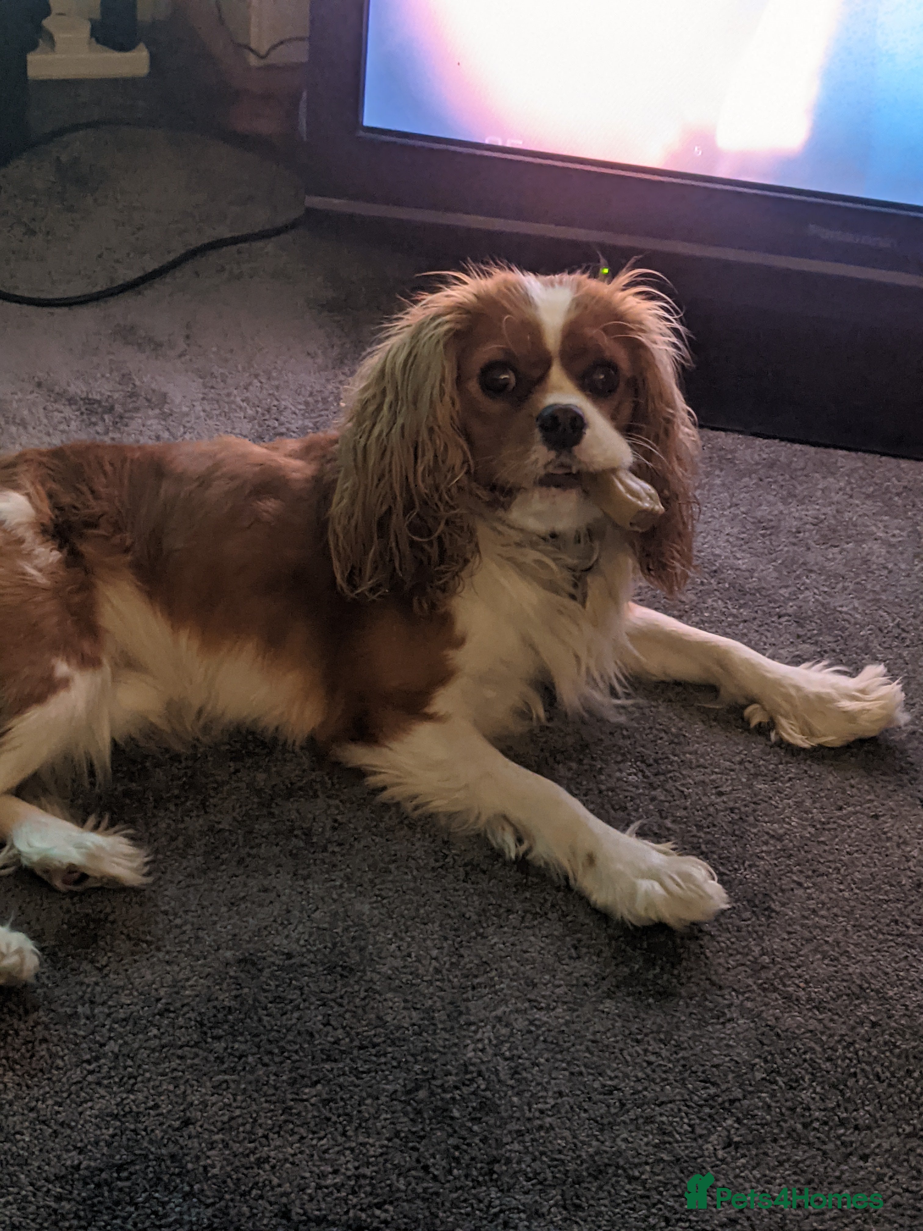 Cavalier King Charles Spaniel dogs Healthy, lively 2 year old Cavalier (neutered) - Advert 2