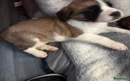 Saint Bernard dogs for sale: Saint Bernard  - Image 13