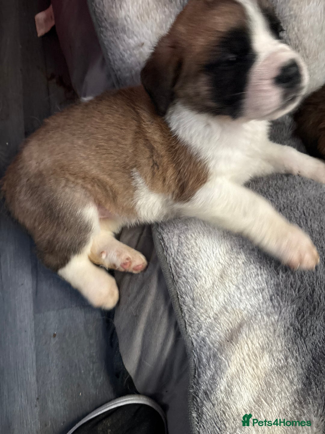 Saint Bernard dogs for sale: Saint Bernard  - Image 13