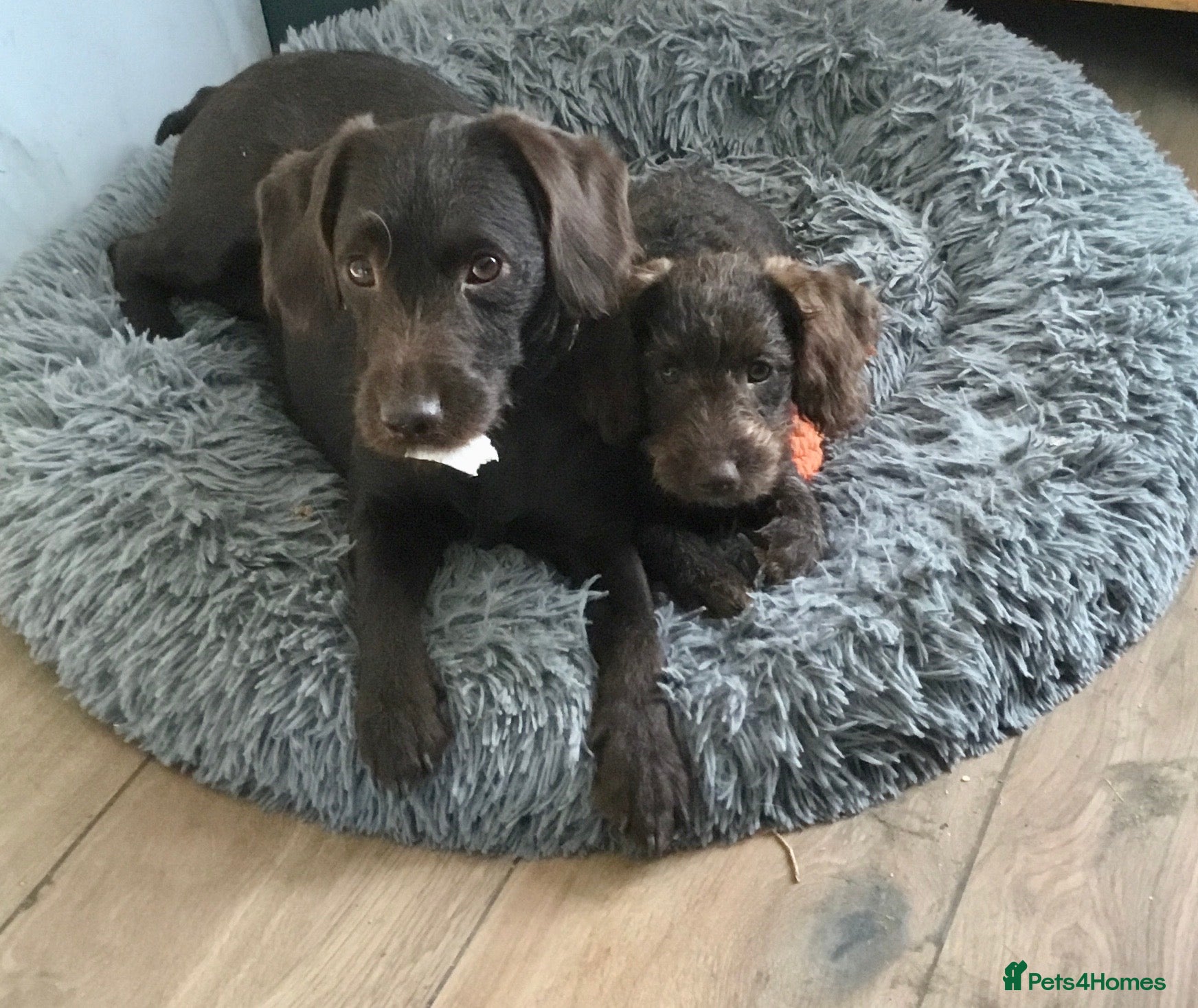 Labradoodle dogs Last Beautiful miniature Labradoodle puppies - Advert 2