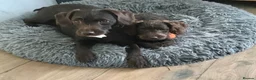 Labradoodle dogs for sale: Last Beautiful miniature Labradoodle puppies - Advert 1