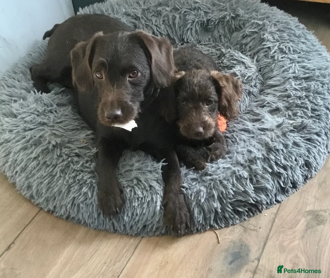 Labradoodle dogs for sale: Last Beautiful miniature Labradoodle puppies - Advert 1