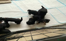 Mixed Breed dogs for sale: 3/4 patterdale 1/4 staffy x cavapoo pups - Image 2