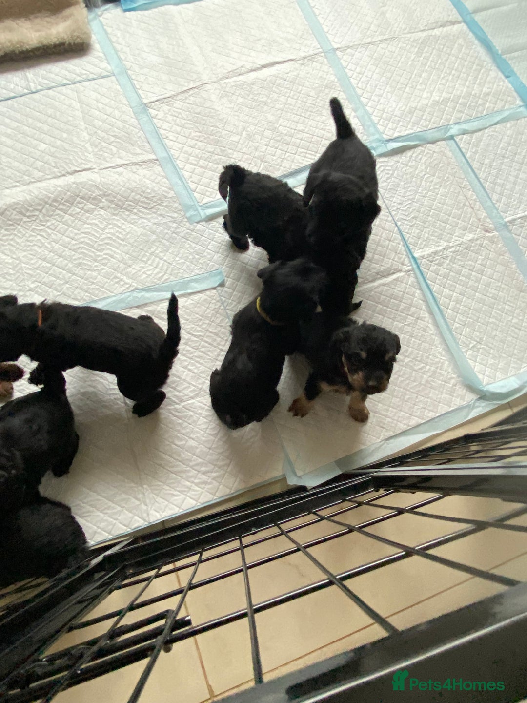 Mixed Breed dogs for sale: 3/4 patterdale 1/4 staffy x cavapoo pups - Image 2