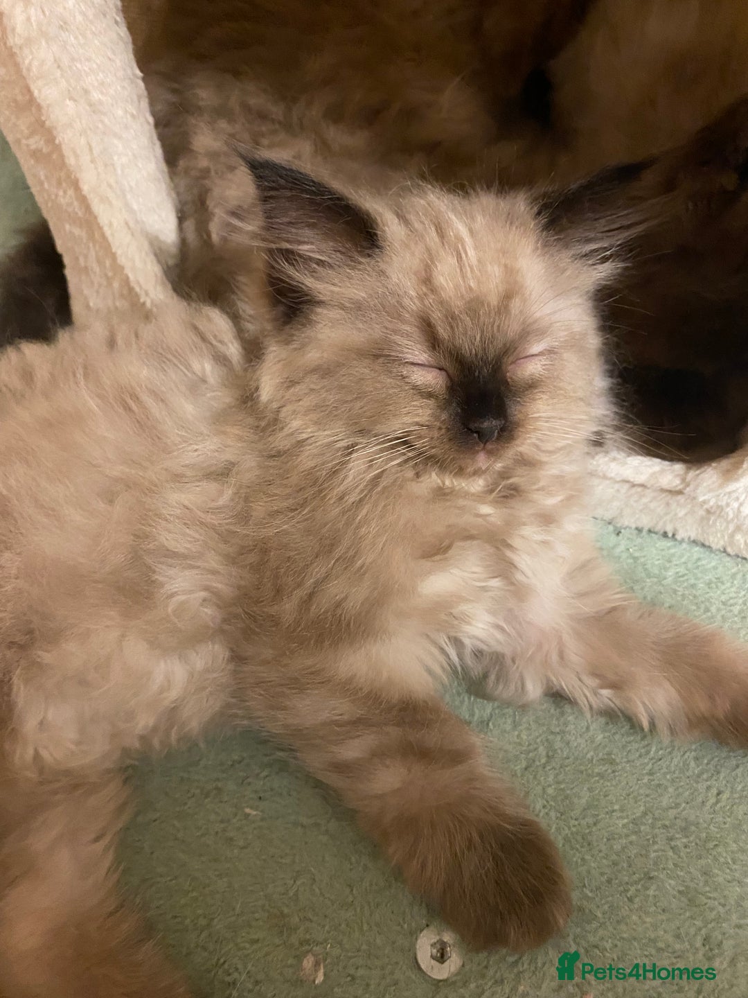 Ragdoll cats for sale: Ragdoll kittens boys and girls - Image 16