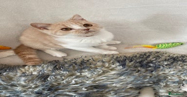 British Shorthair cats - Advert 16