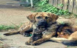 Mixed Breed dogs for sale: 9month old pup called Coco - Advert 11