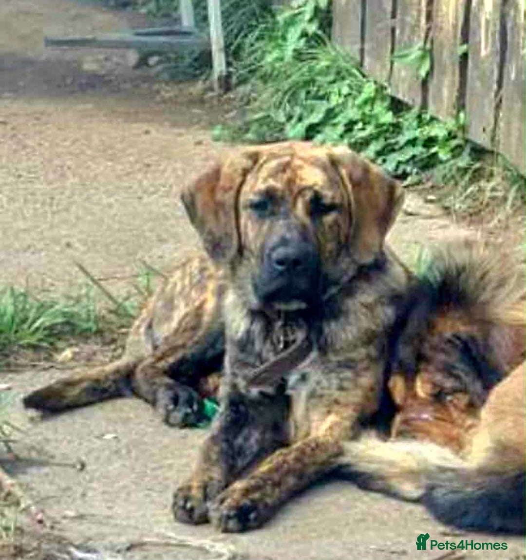 Mixed Breed dogs for sale: 9month old pup called Coco - Advert 11