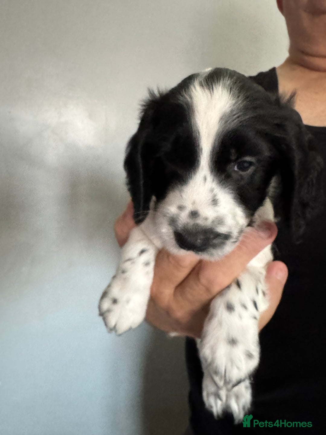 Cocker Spaniel dogs for sale: AMAZING COCKER SPANIEL PUPPIES READY NOW!  - Image 13