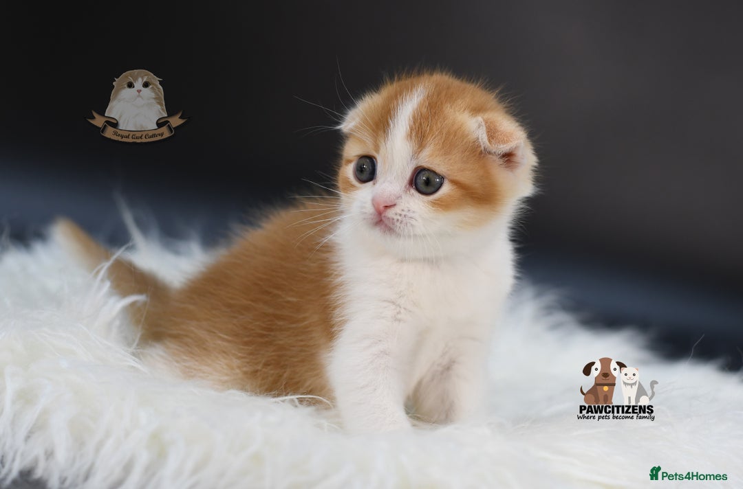 Scottish Fold cats for sale: LICENSED CATTERY, PURE BREED TOP QUALITY KITTENS - Image 9