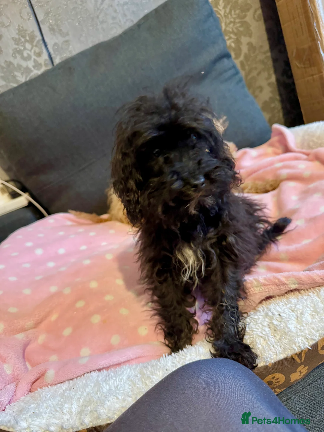 Cockapoo dogs for sale: Poodle  - Advert 9