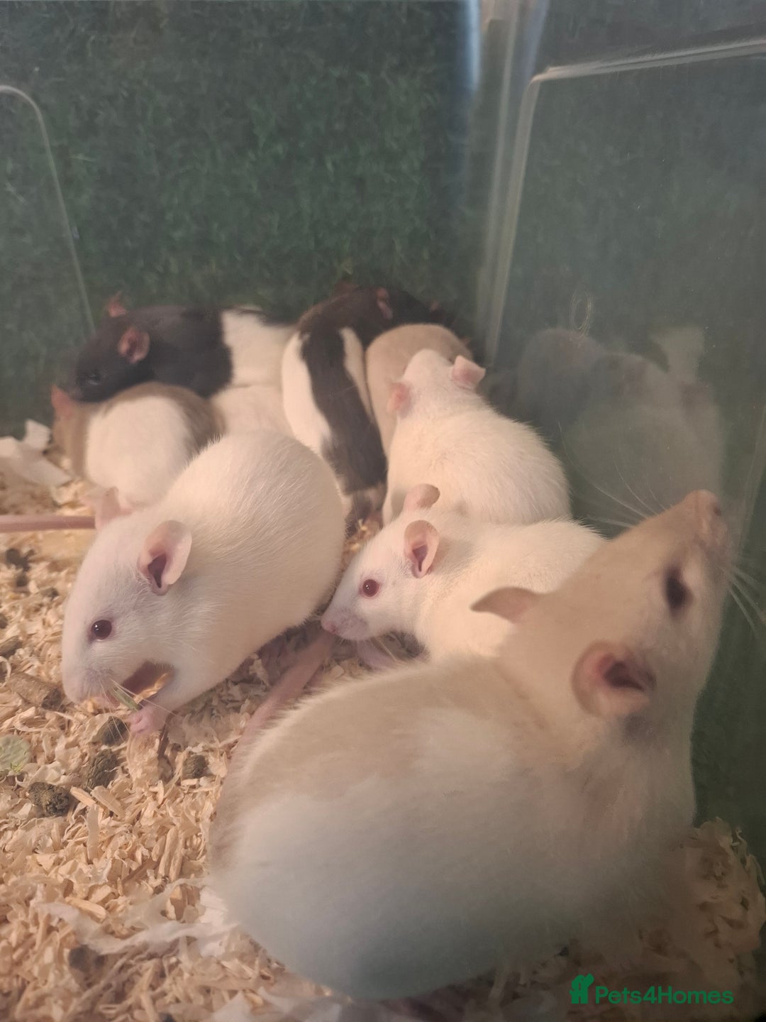 Rat rodents for sale: BABY RATS READY NOW - Advert 6