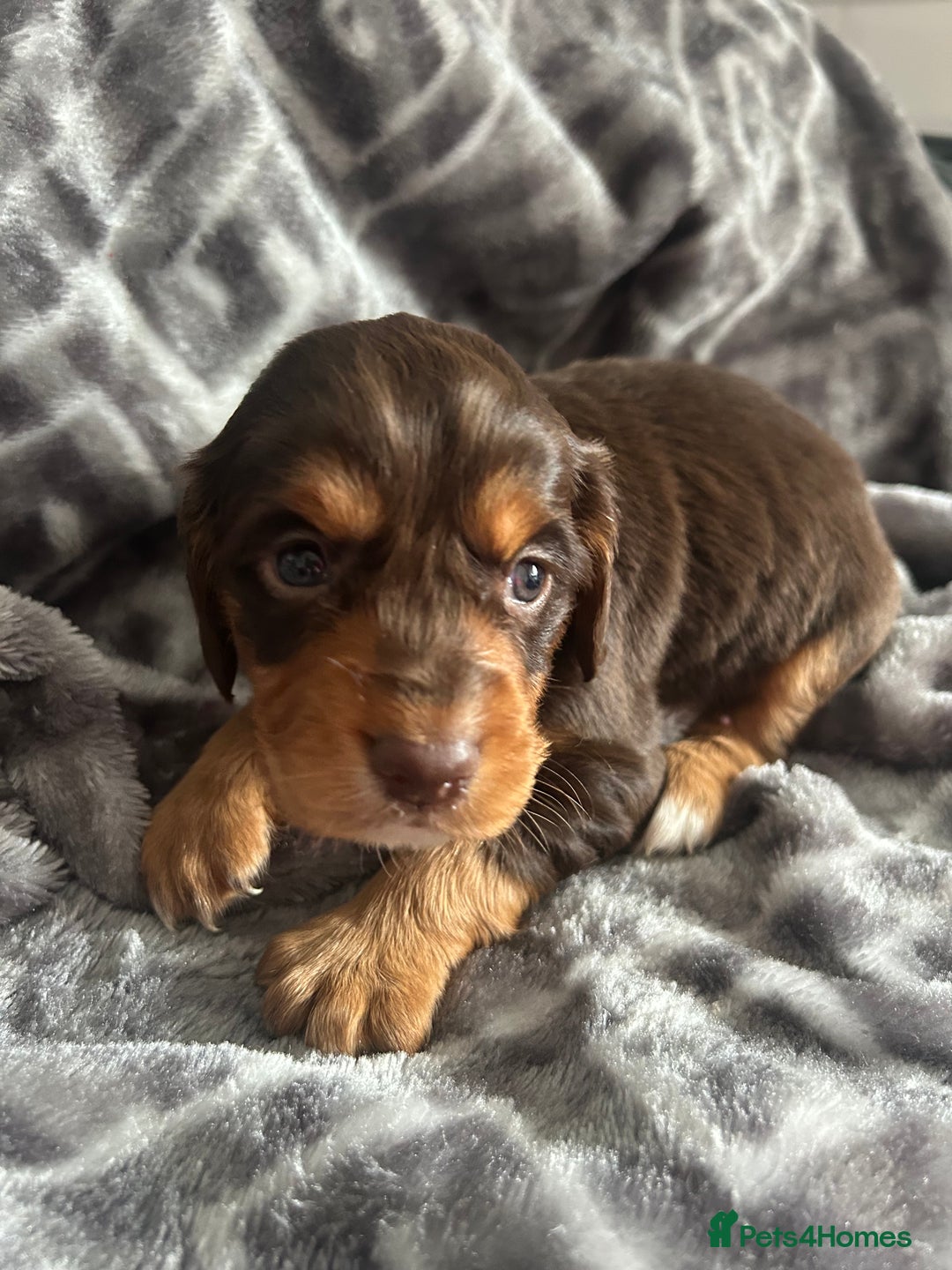 Cocker Spaniel dogs for sale: Cocker Spaniel Puppies *For Sale* - Image 4