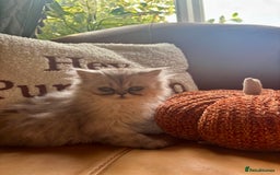 Persian cats for sale: Beautiful Pedigree Persians  - Image 25