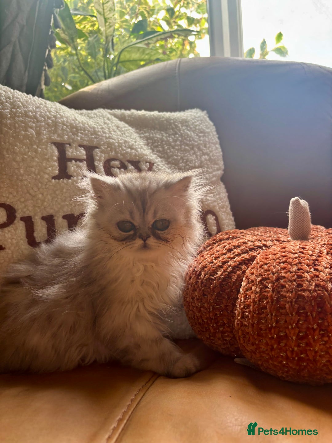 Persian cats for sale: Beautiful Pedigree Persians  - Image 25