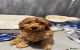 Cavapoo dogs for sale: Cavapoo puppies  - Image 2