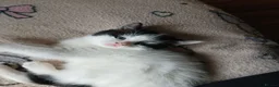 Mixed Breed cats for sale: Cute fluffy little kitten - Advert 20
