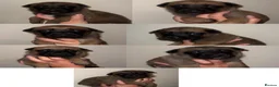 Belgian Shepherd Dog dogs for sale: 🐾Ready to leave🐾 Belgian Malinois Puppies  - Advert 10