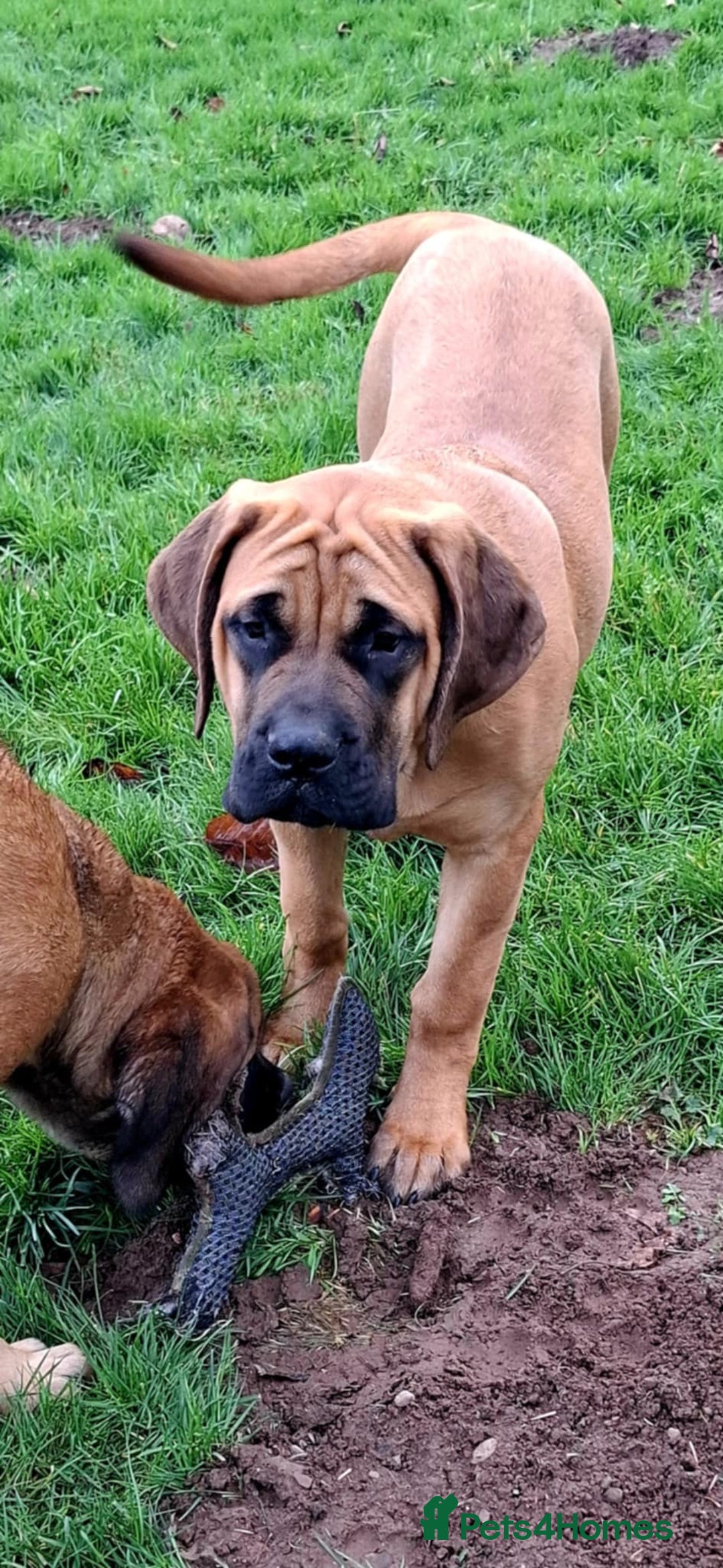 Mastiff dogs for sale: KC registered English Mastiff girls  - Advert 4