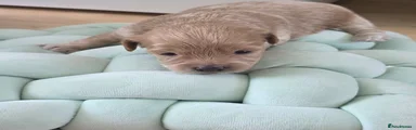 Maltipoo 1