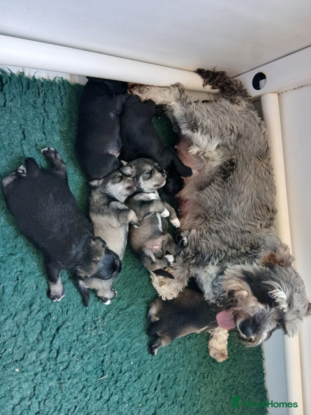 Miniature Schnauzer dogs for sale: Beautiful miniature shnauzers  - Image 8