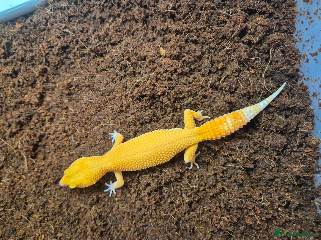 Mixed Breed reptiles for sale: Reptile for sale  - Advert 5