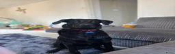 Sheprador dogs for sale: labrador x German shepherd  in Crawley - Advert 6