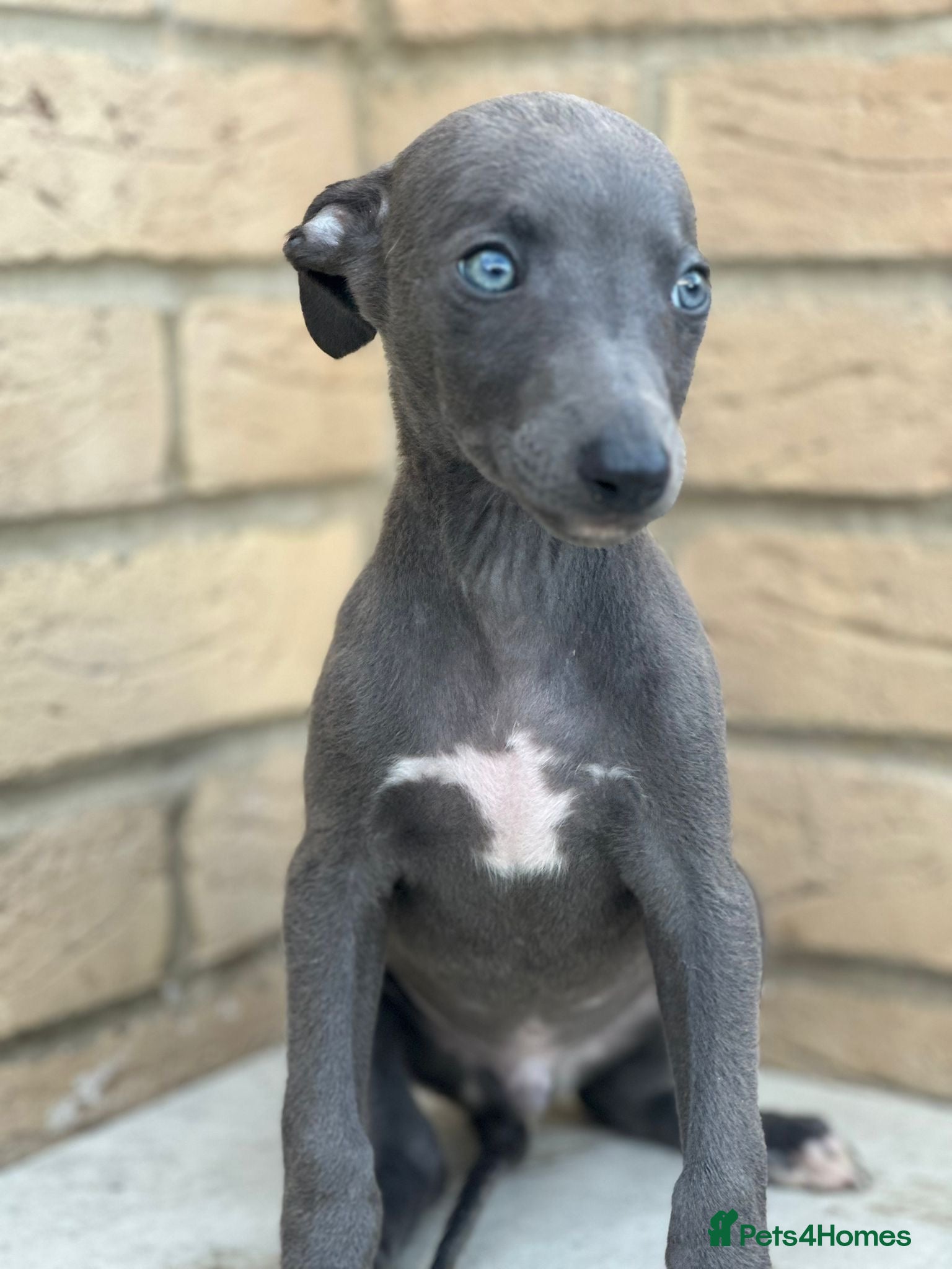 Whippet dogs for sale: Whippet pups ready now! - Advert 2