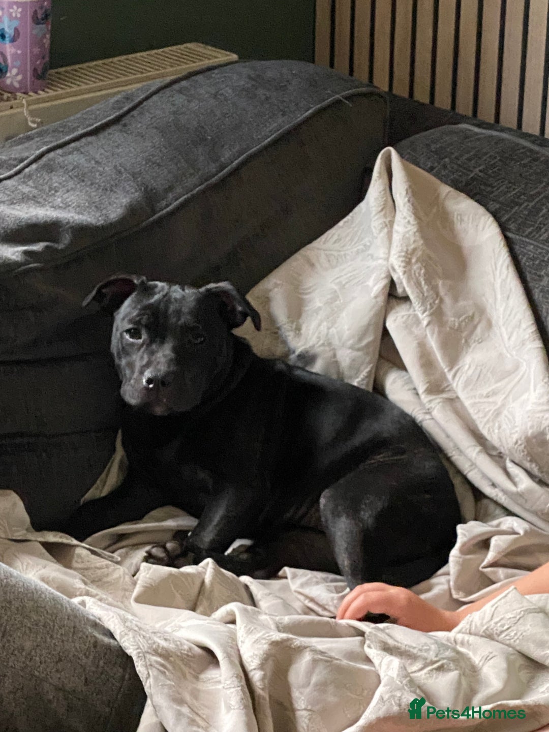 Staffordshire Bull Terrier dogs for sale: Kc reg staffordshire bull terrier female - Image 7