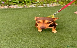 Jack Russell dogs for sale: 1 year old girl jack Russle  - Image 4