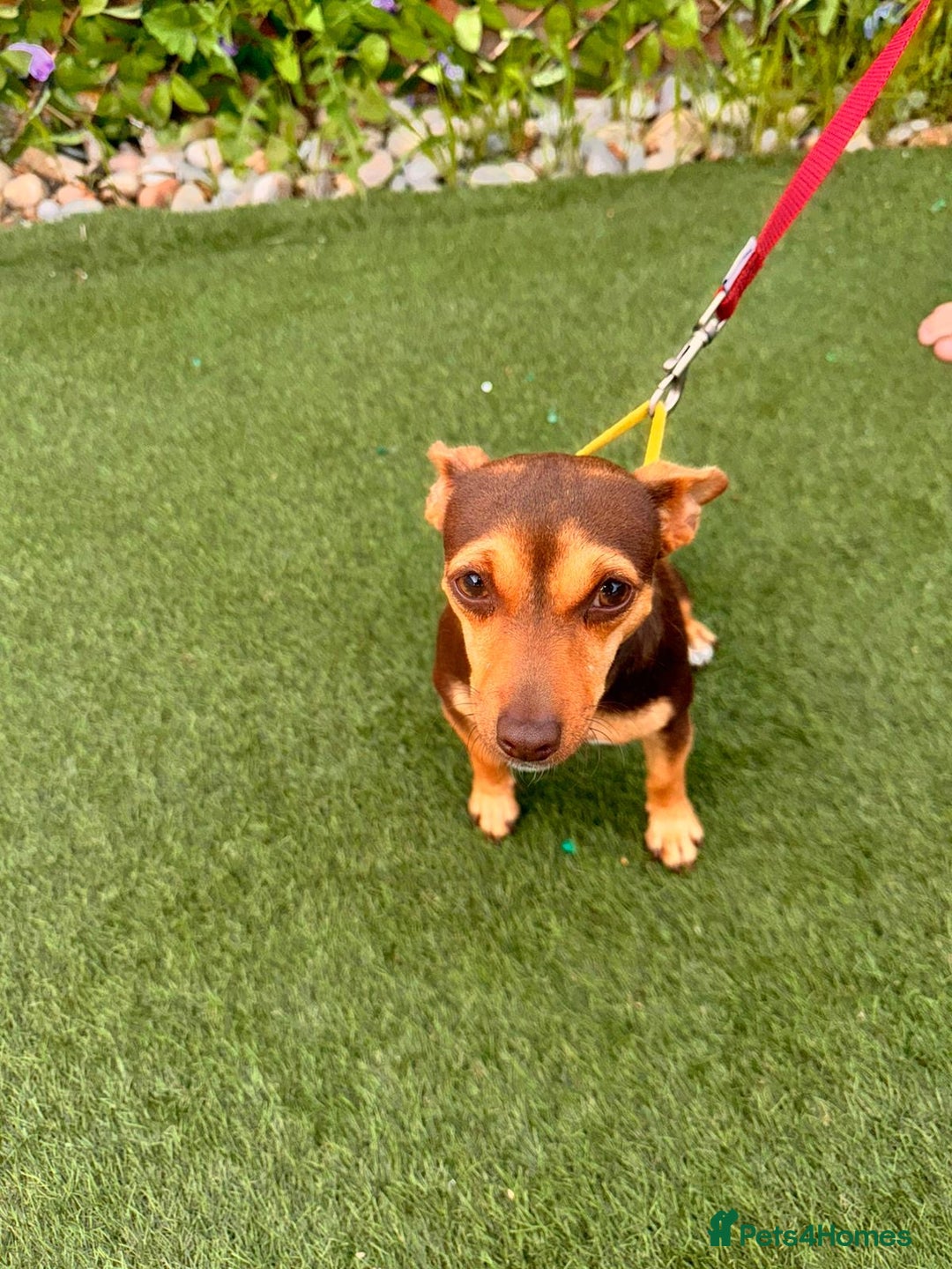 Jack Russell dogs for sale: 1 year old girl jack Russle  - Image 4